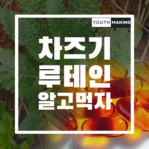 차즈기와루테인알고먹자